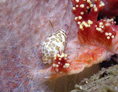 Testudovolva ericae