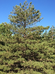 Pinus nigra