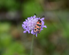Zygaena fausta