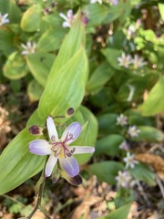 Tricyrtis