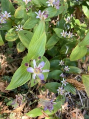 Tricyrtis