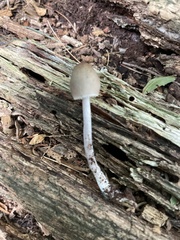 Mycena inclinata