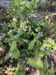 Tricyrtis