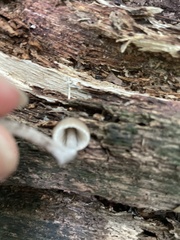 Mycena inclinata