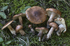 Tricholoma fulvum
