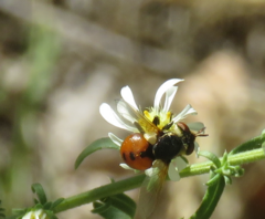 Gymnosoma rotundatum