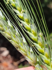 Hordeum