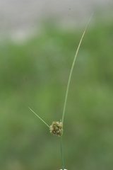 Carex sychnocephala