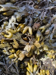 Fucus distichus