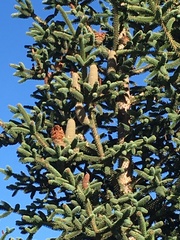 Abies pinsapo