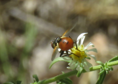 Gymnosoma rotundatum