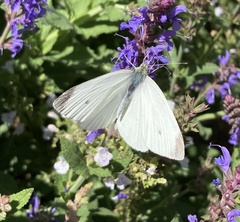 Pieris rapae