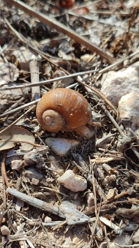 Smokvenjak (Cantareus apertus)