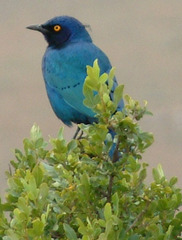 Lamprotornis chalybaeus
