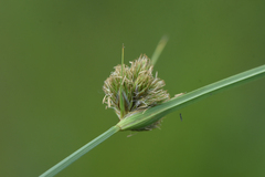 Carex sychnocephala