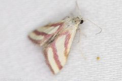 Microtheoris vibicalis