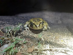 Sclerophrys garmani