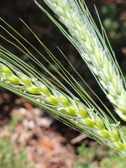 Hordeum