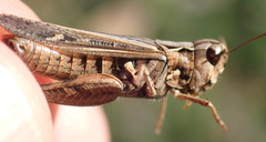 Omocestus raymondi