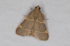 Hypsopygia binodulalis