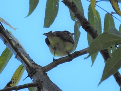 Vireo
