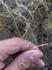 Sphinctospermum constrictum