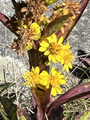 Solidago glomerata