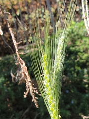 Hordeum