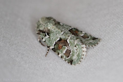 Lacinipolia laudabilis