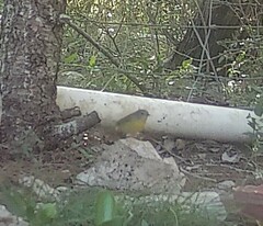 Leiothlypis ruficapilla