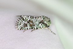 Lacinipolia laudabilis