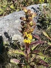 Solidago glomerata
