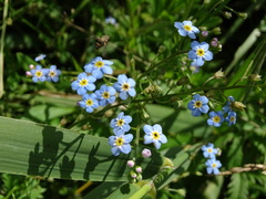 Myosotis