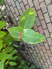 Canna indica