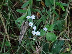 Myosotis