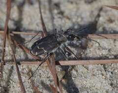 Cicindela tranquebarica