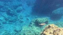 Trachinotus ovatus