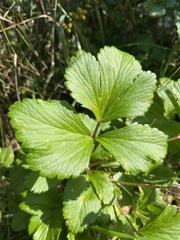 Ligusticum