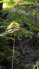 Sorbus scopulina