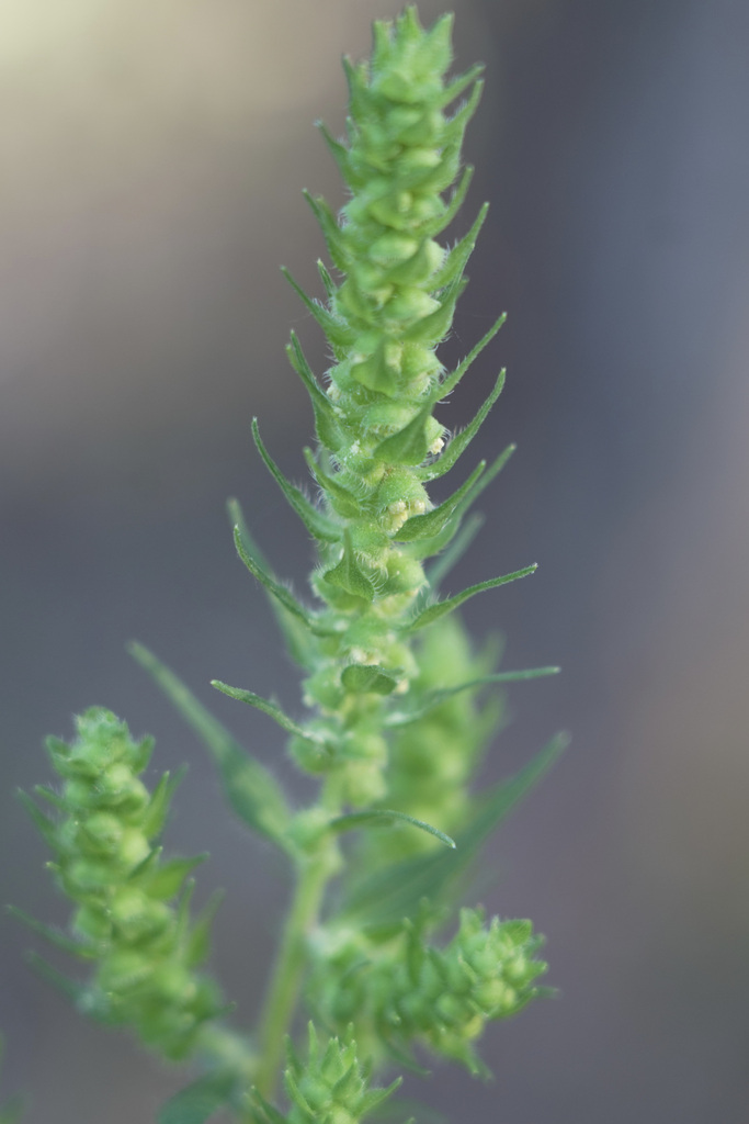 Sumpweed from Bastrop County, TX, USA on September 27, 2022 at 08:41 AM ...