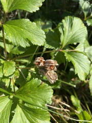Ligusticum