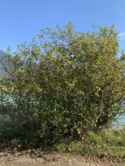 Malus fusca