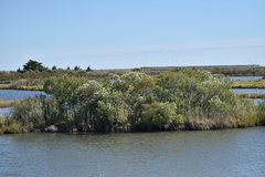 Baccharis halimifolia