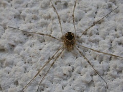 Dasylobus