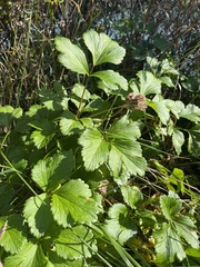 Ligusticum
