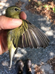 Leiothlypis peregrina