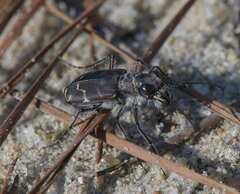 Cicindela tranquebarica