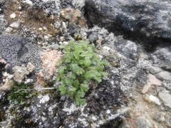 Saxifraga cespitosa