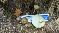 Pluteus longistriatus