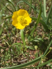 Ranunculus abnormis